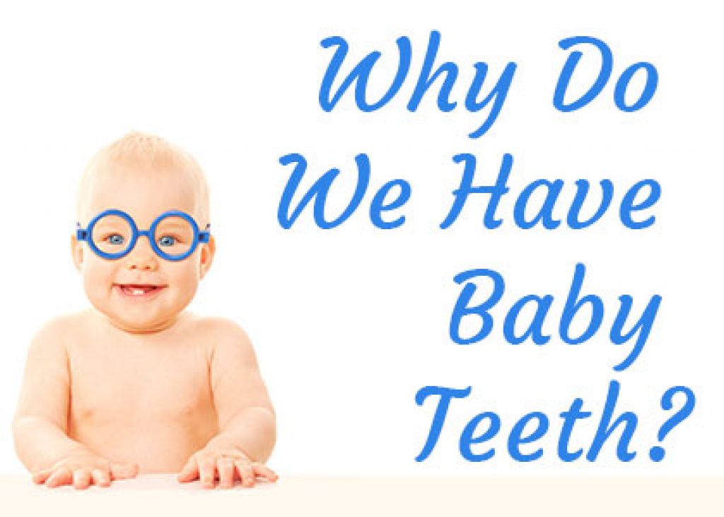 why-do-we-have-baby-teeth